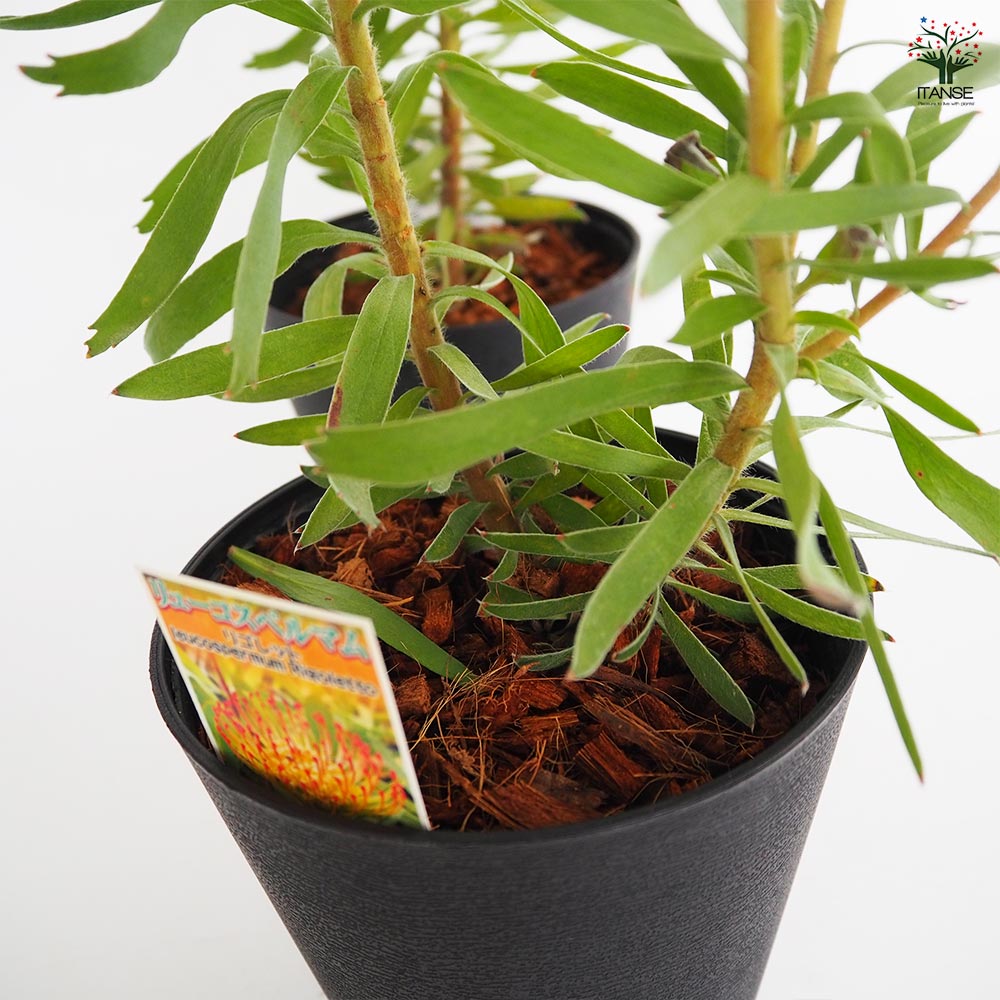 大株　リューコスペルマム　リゴレット　鉢植え　苗 楽天市場】リューコスペルマム 【カーニバルレッド】 7号