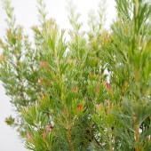 アデナンサス カニングハミー 【花木苗 7号／1個売り】|植木・花木