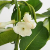 マダガスカルジャスミン 【花木苗 4号／1個売り】|植木・花木