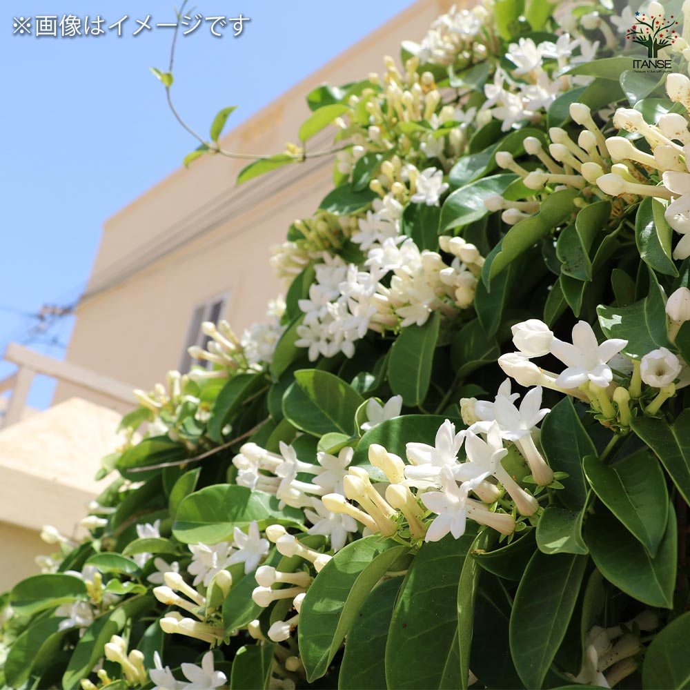 マダガスカルジャスミン 【花木苗 4号／1個売り】｜ 【植物の