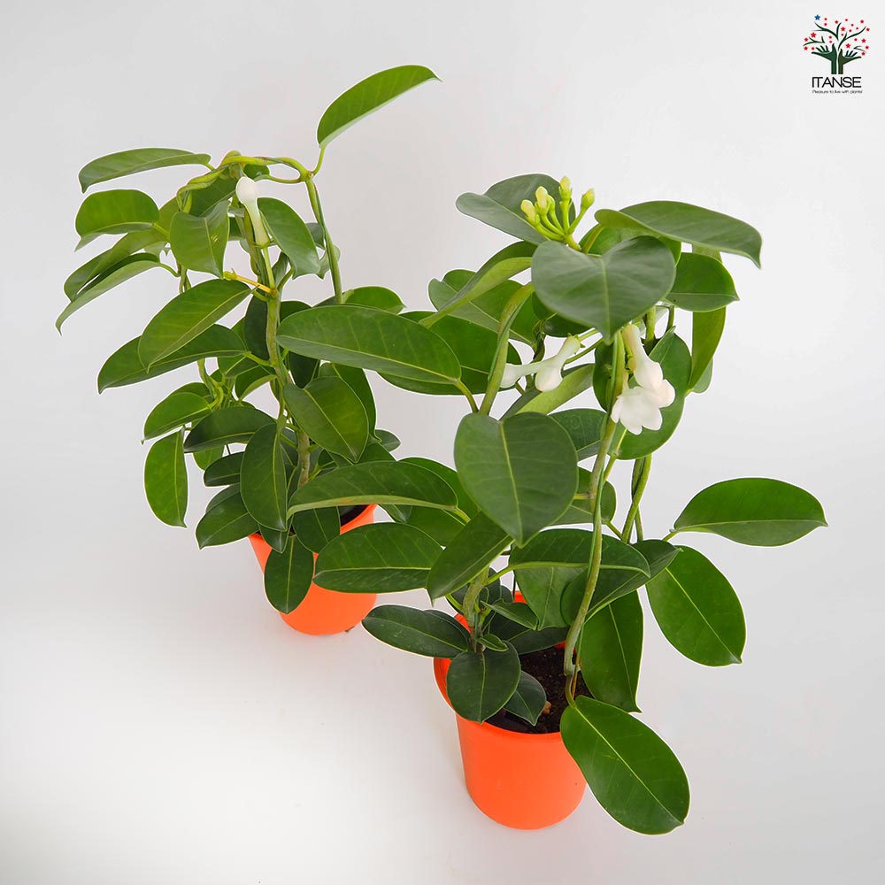 マダガスカルジャスミン 【花木苗 4号／1個売り】｜ 【植物の