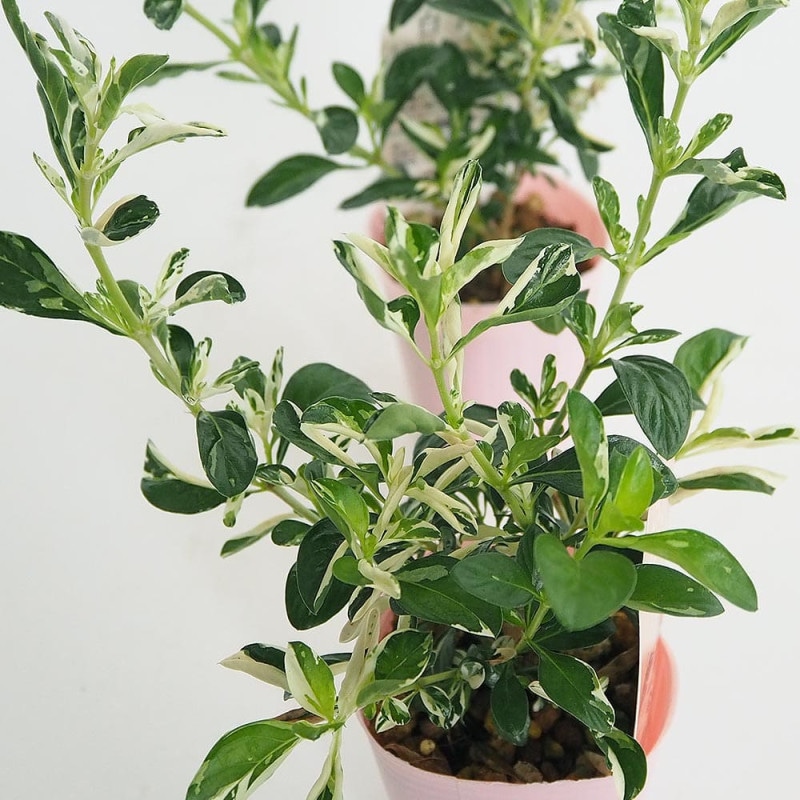 観葉植物 フィカス・エラスティカ・ソフィア(ゴムの木の仲間)【観葉