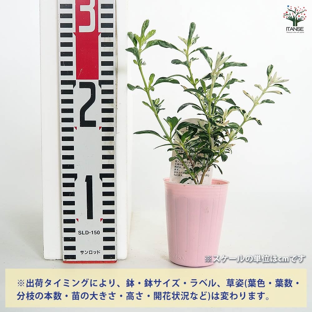 ハクチョウゲ ホワイトセンセーション 【花木苗 2.5号】｜ 【植物の