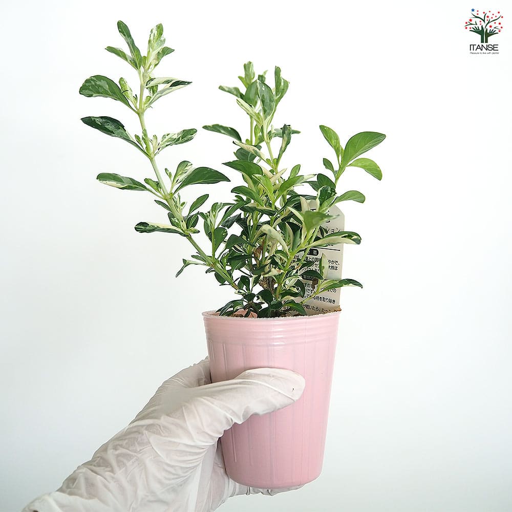 ハクチョウゲ ホワイトセンセーション 【花木苗 2.5号】｜ 【植物の