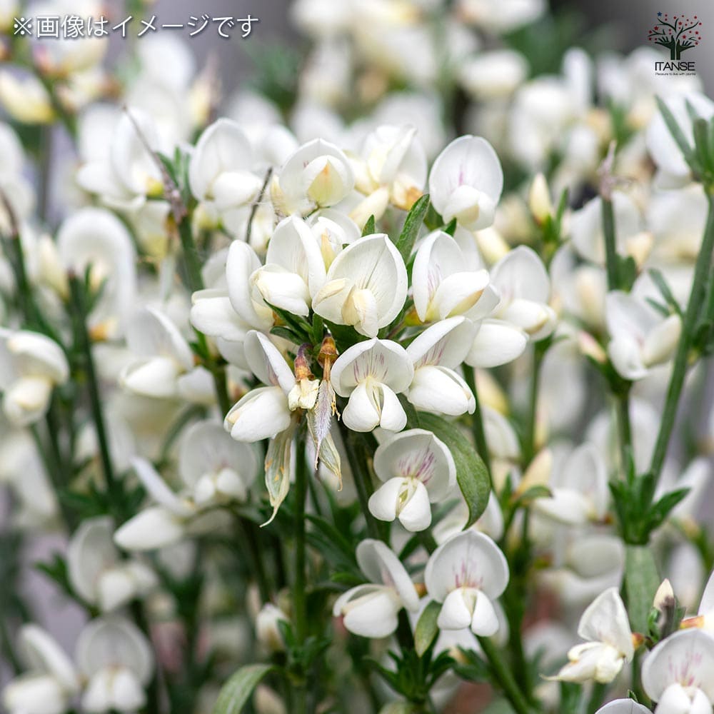 エニシダ 白花 【花木苗 6号／1個売り】｜ 【植物のITANSE】全品