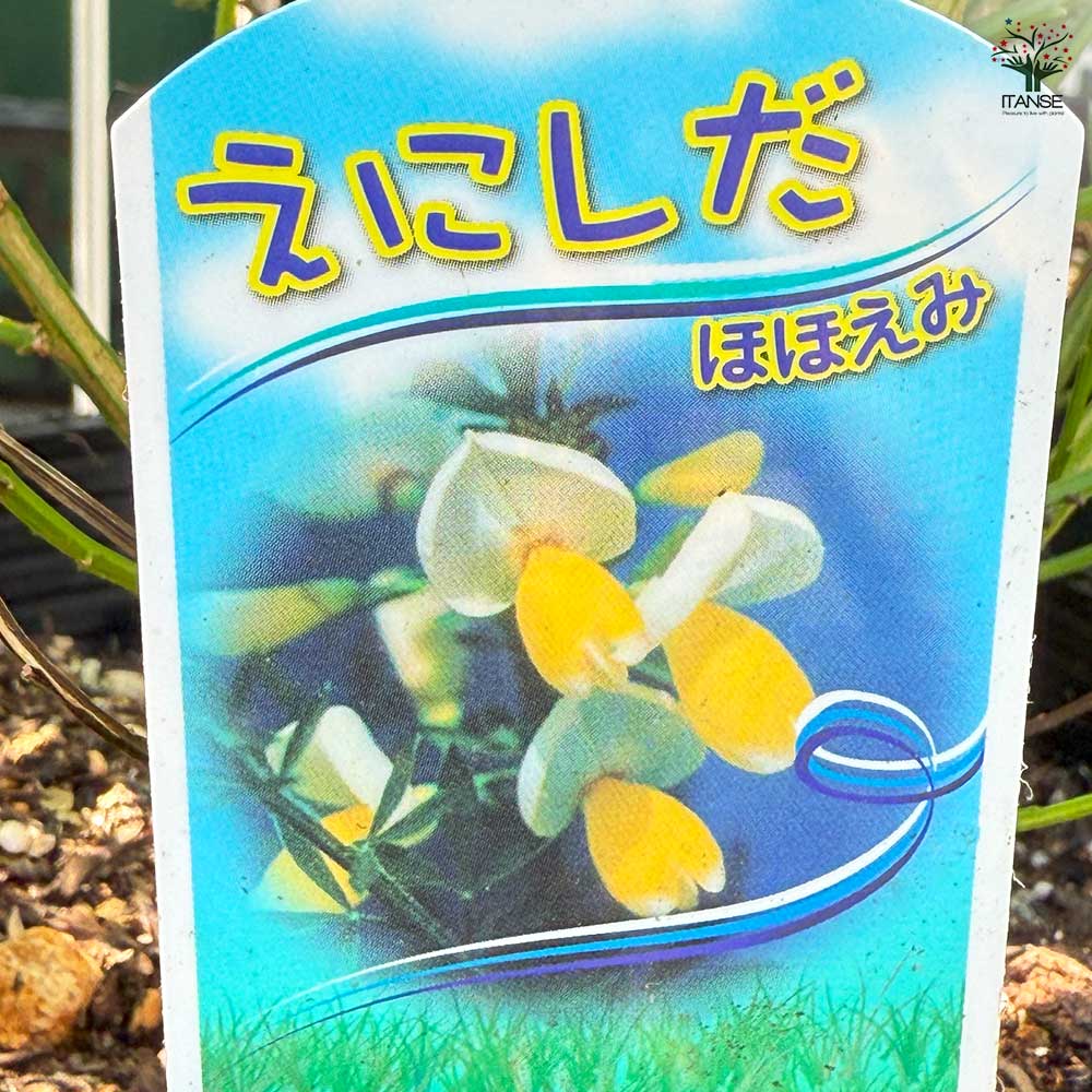 エニシダ ほほえみ 【花木苗 6号／1個売り】｜ 【植物のITANSE