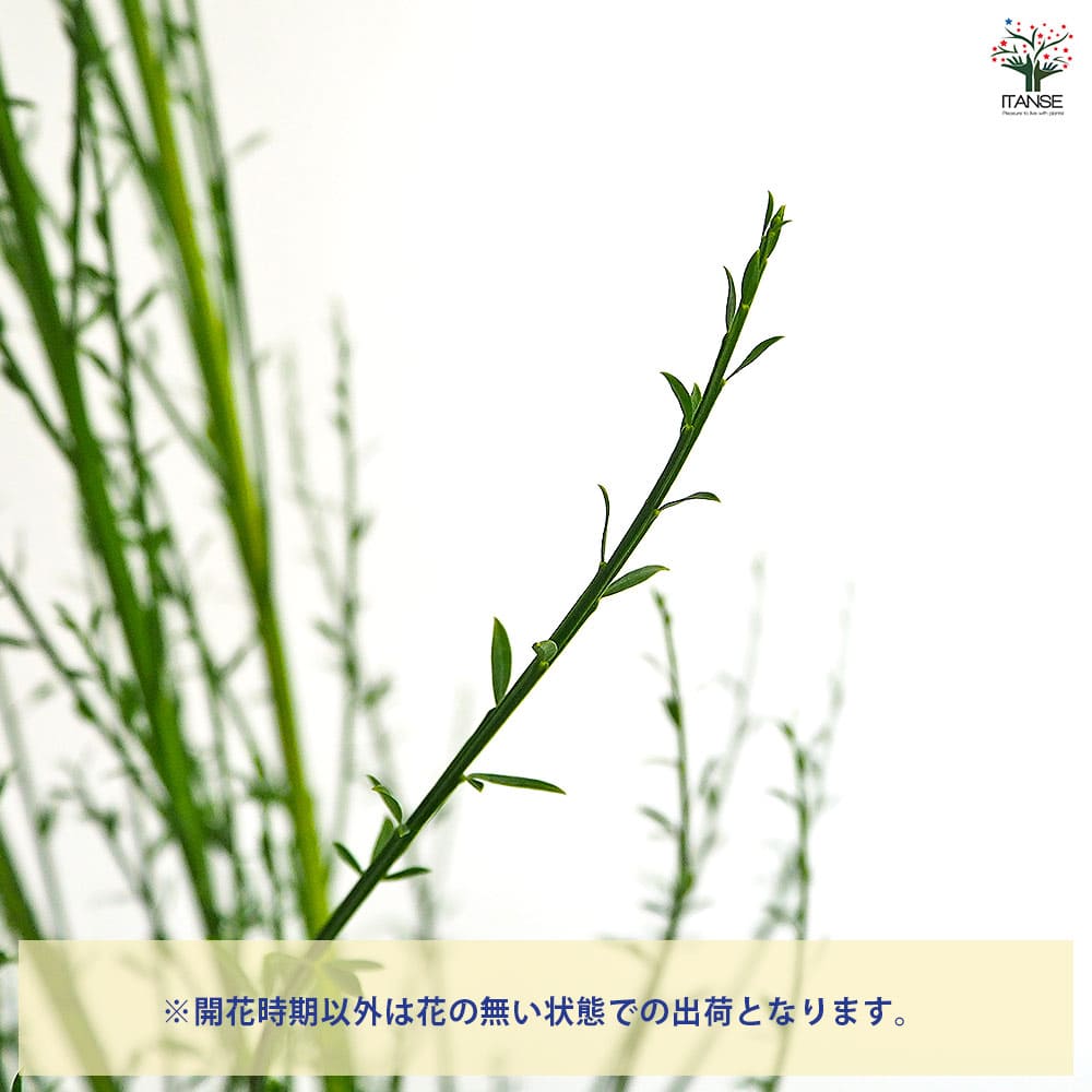 エニシダ ほほえみ 【花木苗 6号／1個売り】｜ 【植物のITANSE