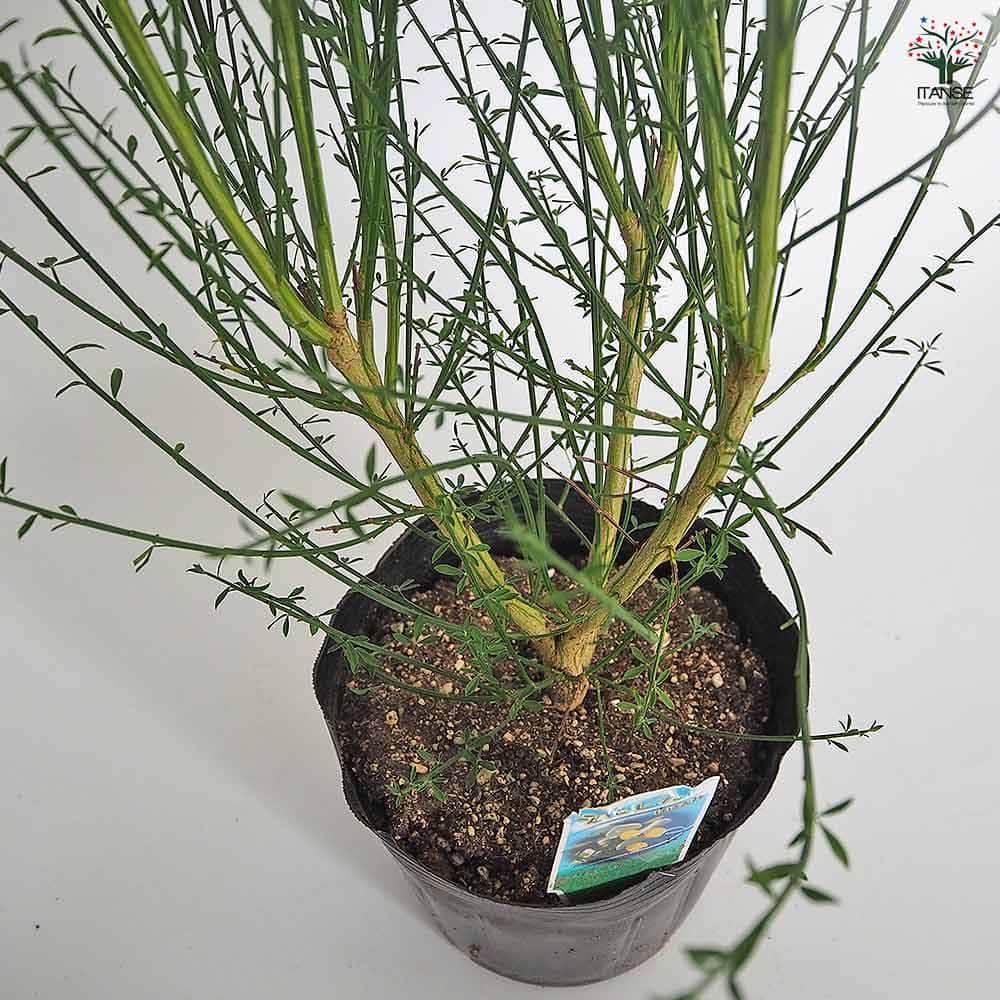 エニシダ ほほえみ 【花木苗 6号／1個売り】｜ 【植物のITANSE