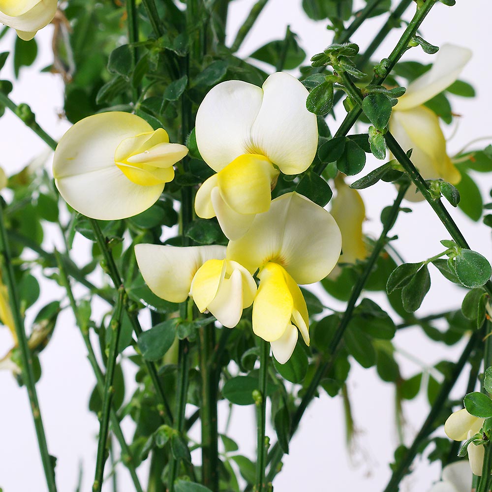 エニシダ ほほえみ 【花木苗 6号／1個売り】｜ 【植物のITANSE