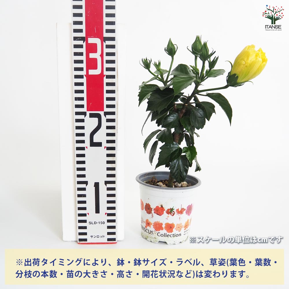 ガーデンハイビスカス バッハ 【花木苗 3.5号】｜ 【植物の