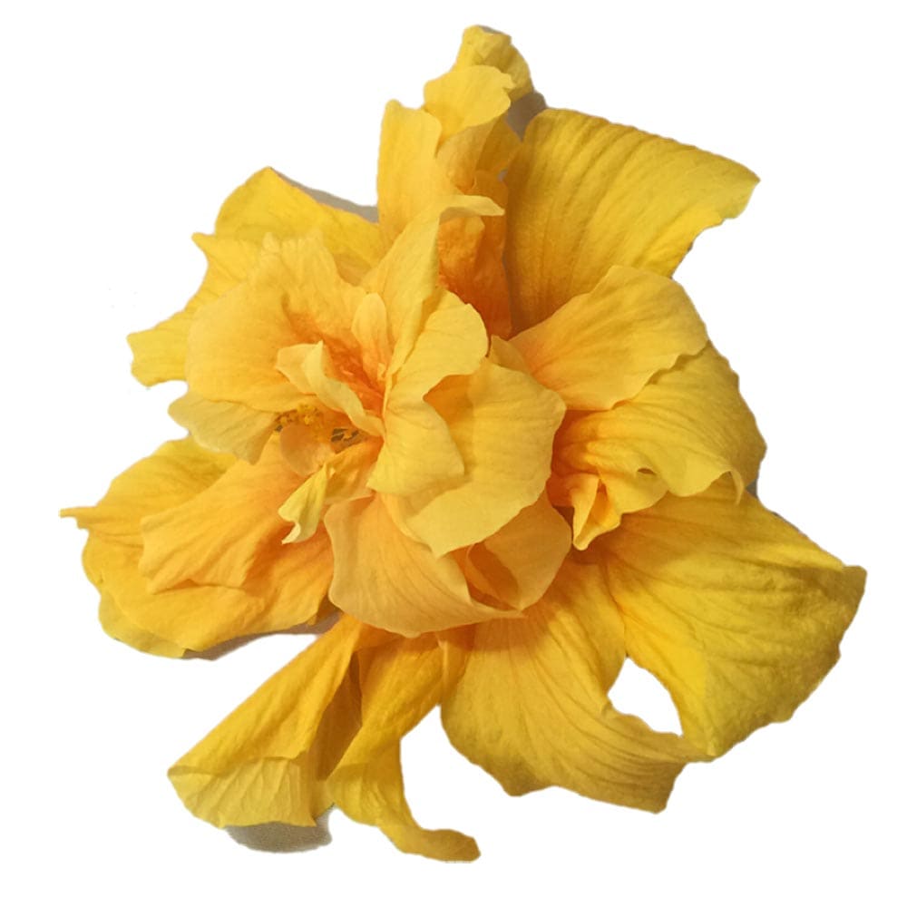 ガーデンハイビスカス バッハ 【花木苗 3.5号】