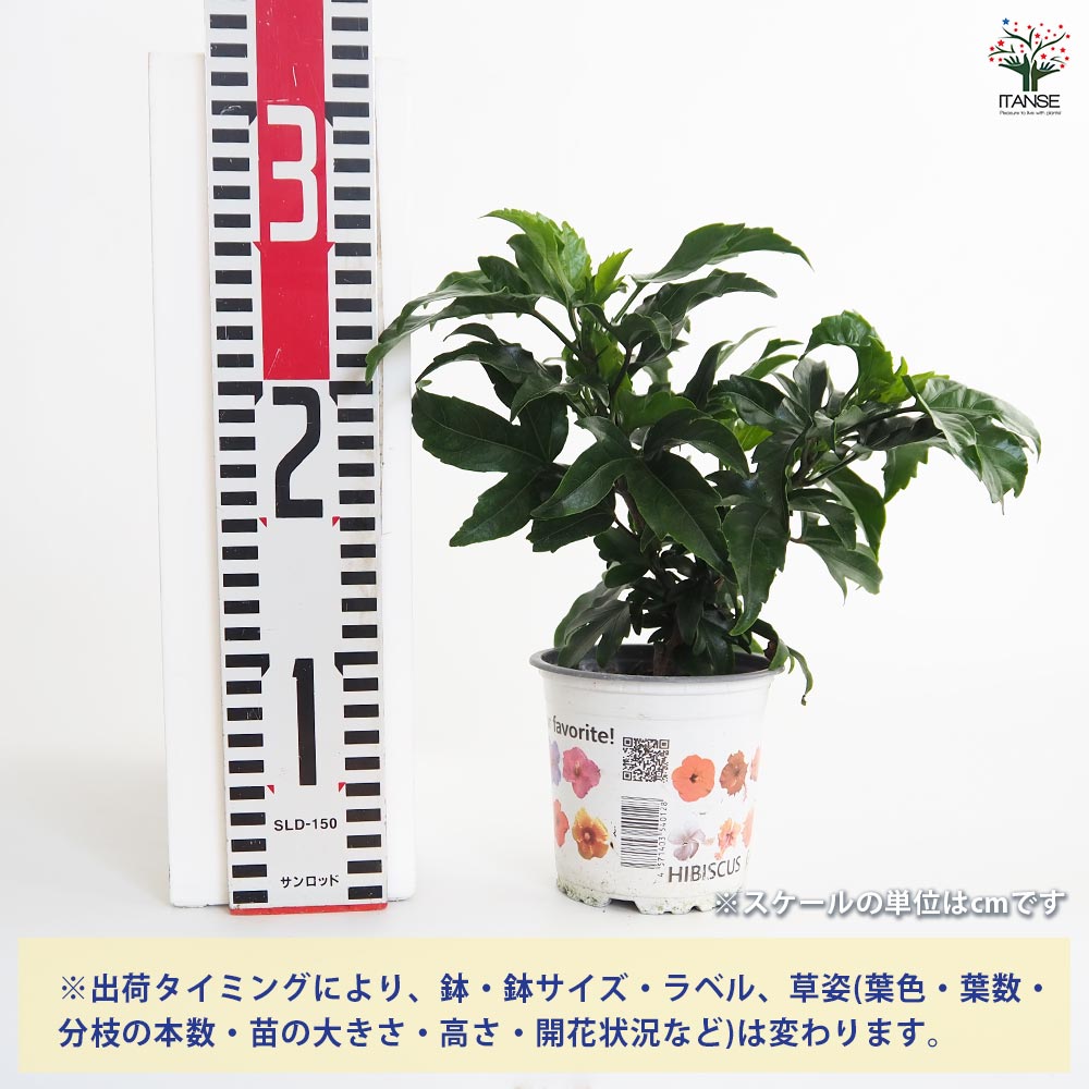 ハイビスカス　苗　大輪　黄色　イエロー　花木　1苗　限定品　観葉植物 ハイビスカス 苗 大輪 黄色 イエロー 花木 1苗 限定品 観葉植物