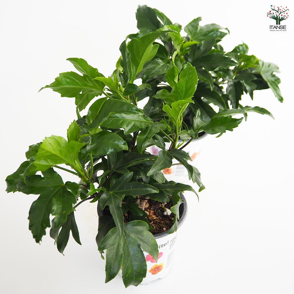 ガーデンハイビスカス 幸福の黄色 【花木苗 3.5号】｜ 【植物の