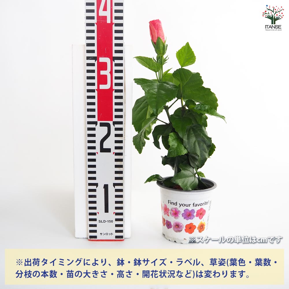 ガーデンハイビスカス 誘惑のピンク 【花木苗 3.5号】｜ 【植物の