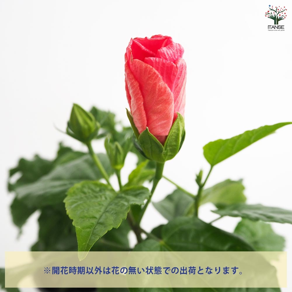 ガーデンハイビスカス 誘惑のピンク 【花木苗 3.5号】｜ 【植物の