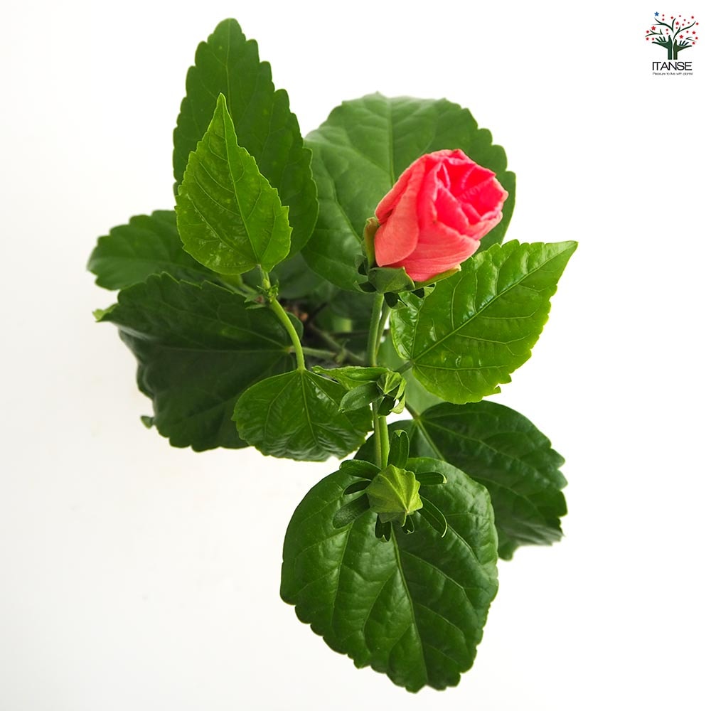 ガーデンハイビスカス 誘惑のピンク 【花木苗 3.5号】｜ 【植物の