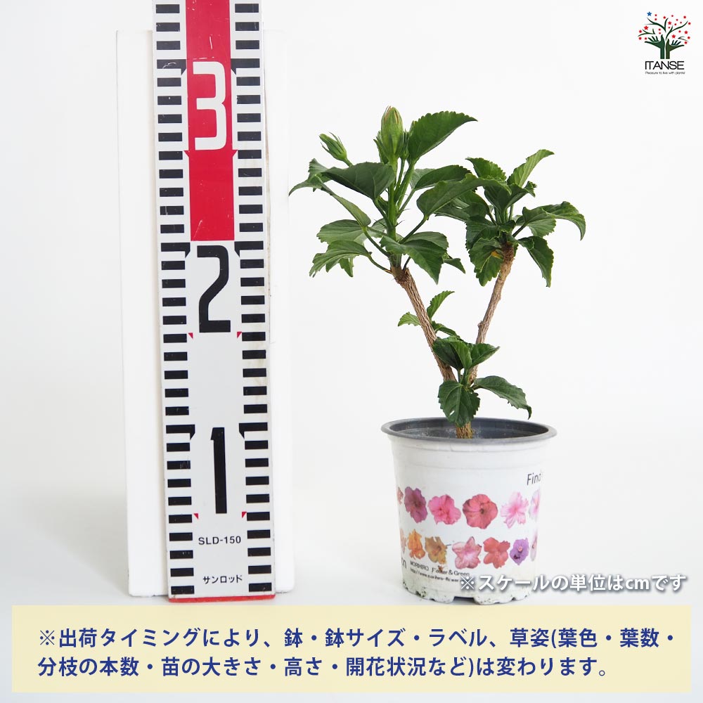 苗ページです！ ガーデンハイビスカス 愛しの八重 【花木苗 3.5号】｜ 【植物の