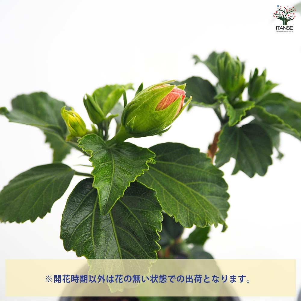 ガーデンハイビスカス 愛しの八重 【花木苗 3.5号】｜ 【植物の
