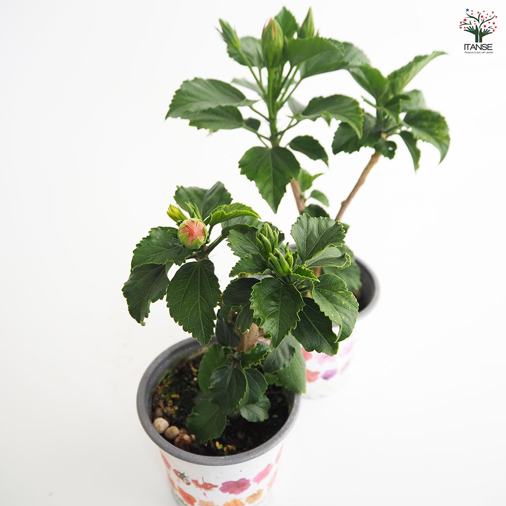 ハイビスカス　苗　大輪　花木　1苗　限定品　観葉植物 ハイビスカス 苗 大輪 花木 1苗 限定品 観葉植物