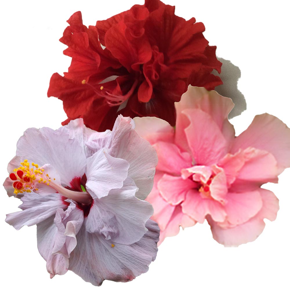 ガーデンハイビスカス 愛しの八重 【花木苗 3.5号】