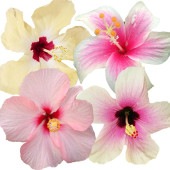 ガーデンハイビスカス 癒しの白 【花木苗 3.5号】|植木・花木