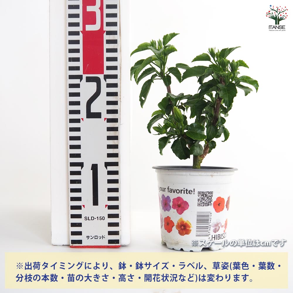 ★ハイブリット（外国種交配）開花予定株 ⑤ 000000018859-01.jpg?size=l&w=