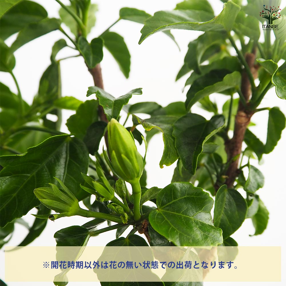 ガーデンハイビスカス 癒しの白 【花木苗 3.5号】｜ 【植物の