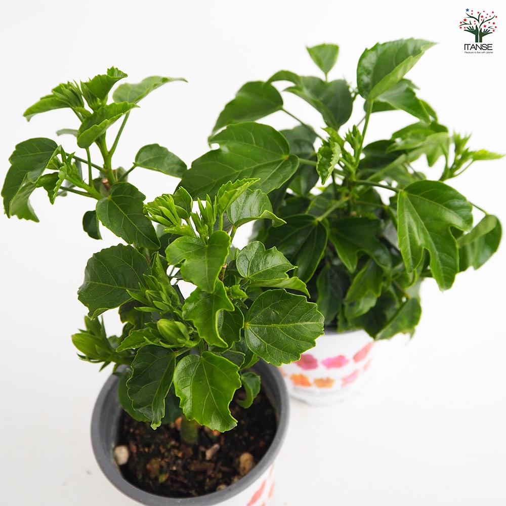 ガーデンハイビスカス 癒しの白 【花木苗 3.5号】｜ 【植物の