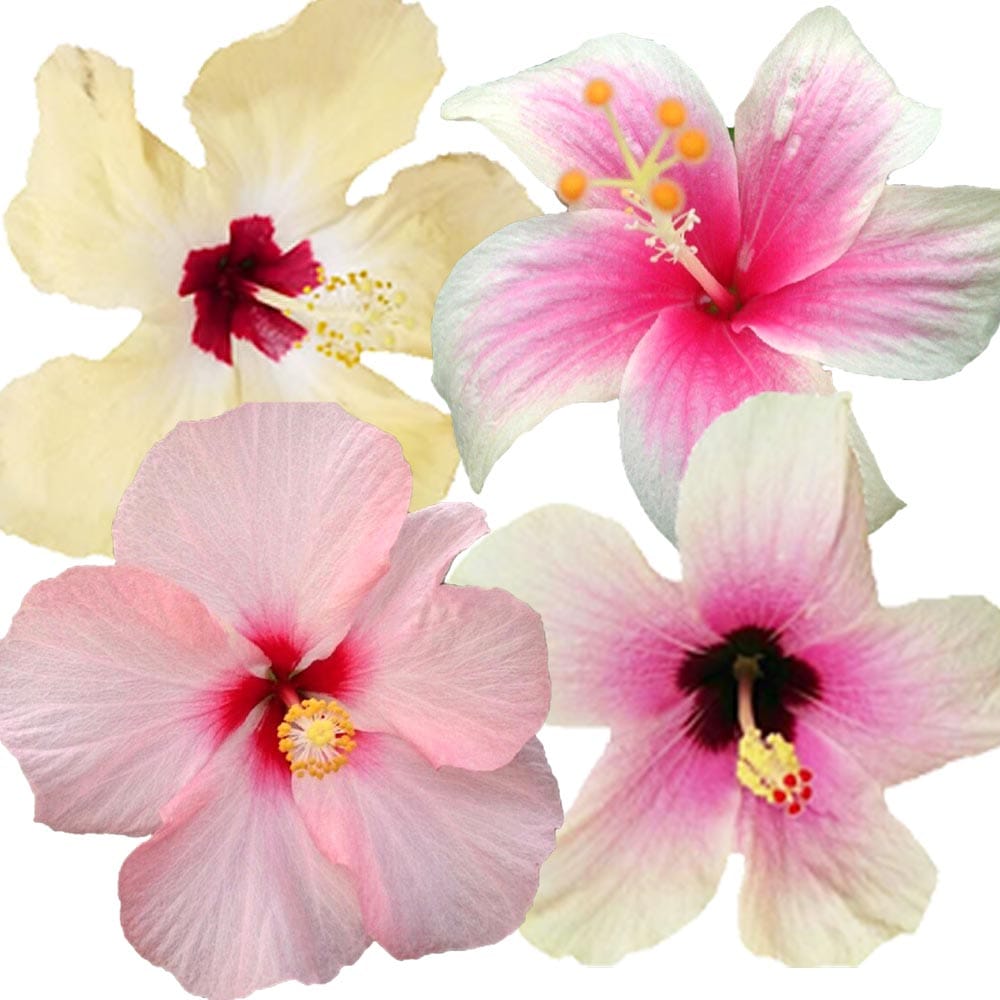 ガーデンハイビスカス 癒しの白 【花木苗 3.5号】｜ 【植物の