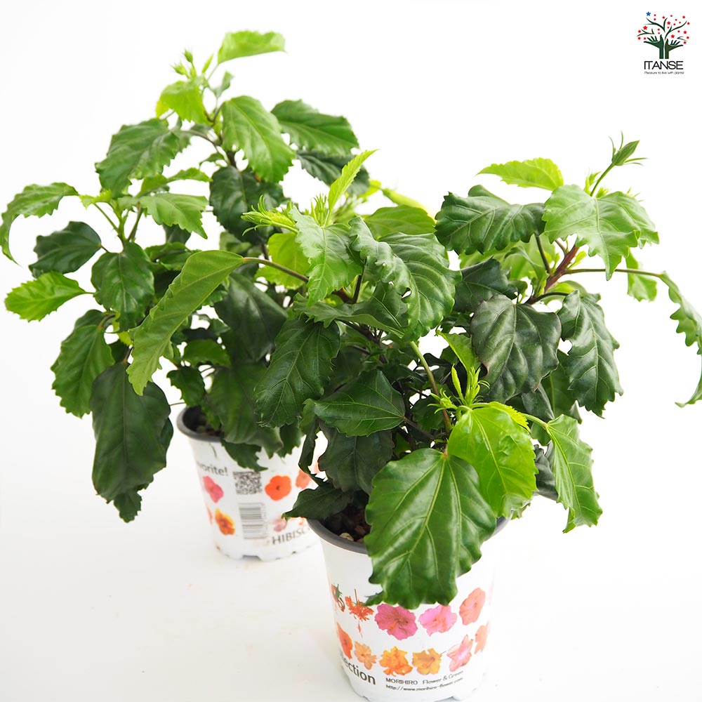 かこさま専用☆ハイビスカス　テンニンカ ガーデンハイビスカス 夏の恋人たち 黄 【花木苗 3.5号】｜ 【植物の