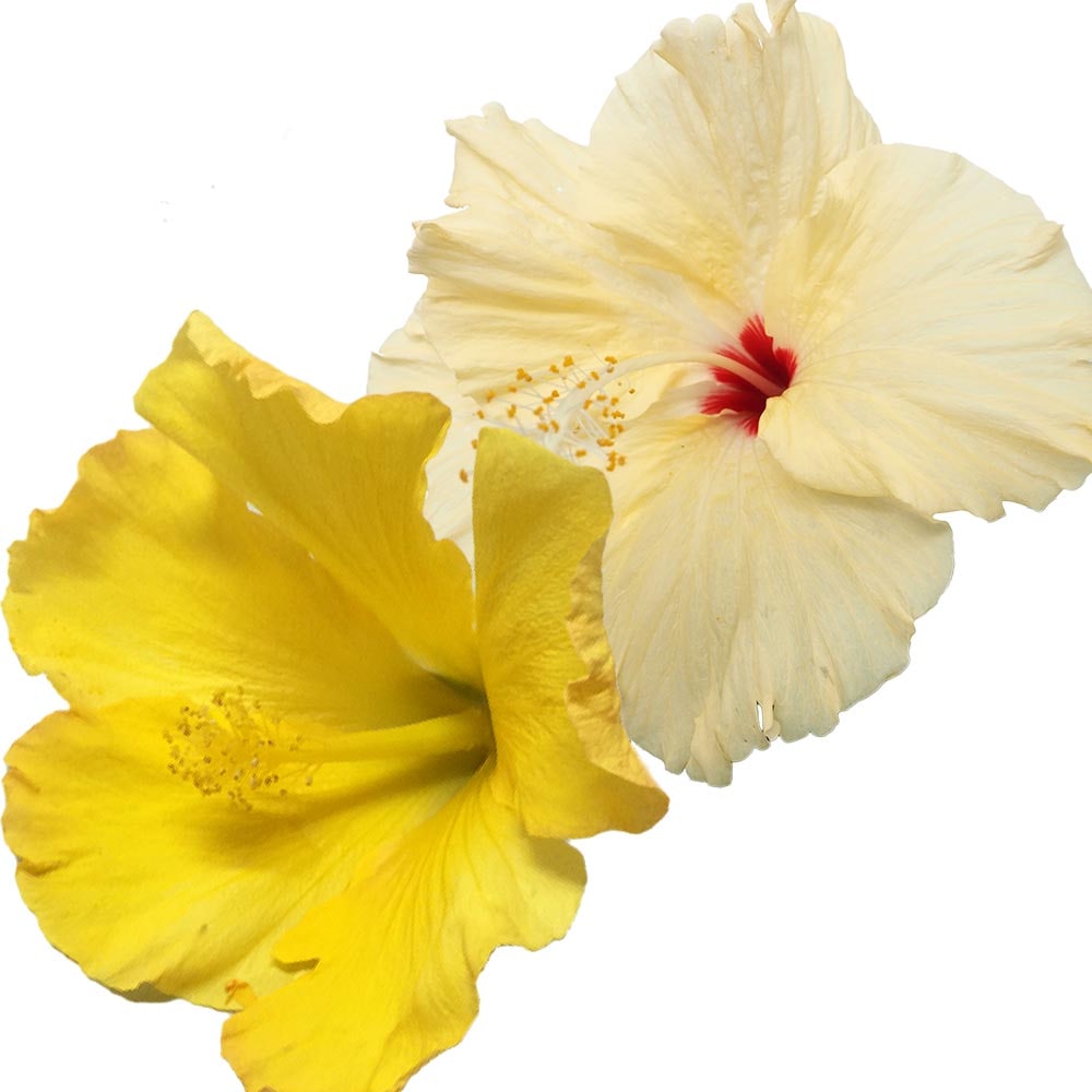 ガーデンハイビスカス 夏の恋人たち 黄 【花木苗 3.5号】