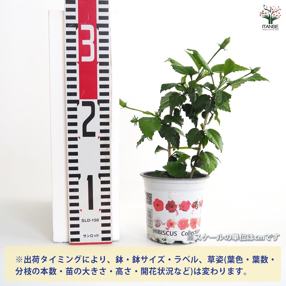 かこさま専用☆ハイビスカス　テンニンカ かこさま専用☆ハイビスカス テンニンカ ebten｜カドスト | KADOKAWA