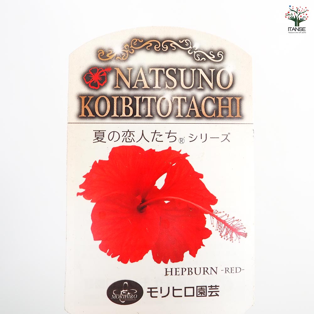 ハイビスカス 雨の七星 赤花 わが家のハイビスカス🌺｜🍀GreenSnap（グリーンスナップ）