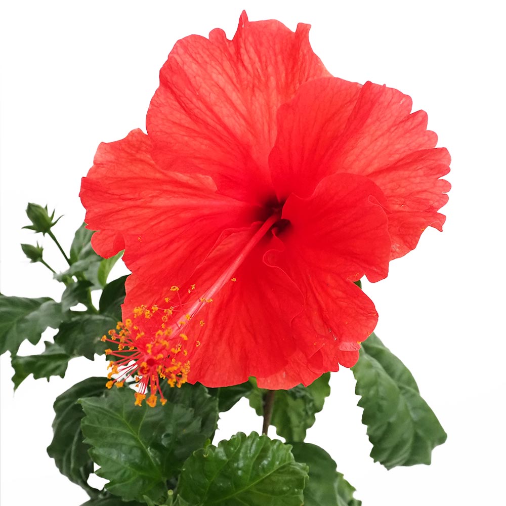 ハイビスカス 雨の七星 赤花 園芸ネット本店｜ハイビスカス：プチニクシー 3.5号ポット の通販【公式】