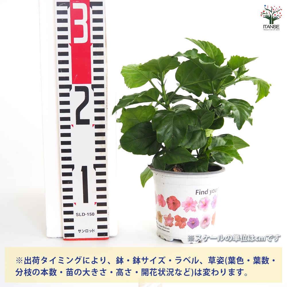 ガーデンハイビスカス 情熱の赤 【花木苗 3.5号】｜ 【植物の