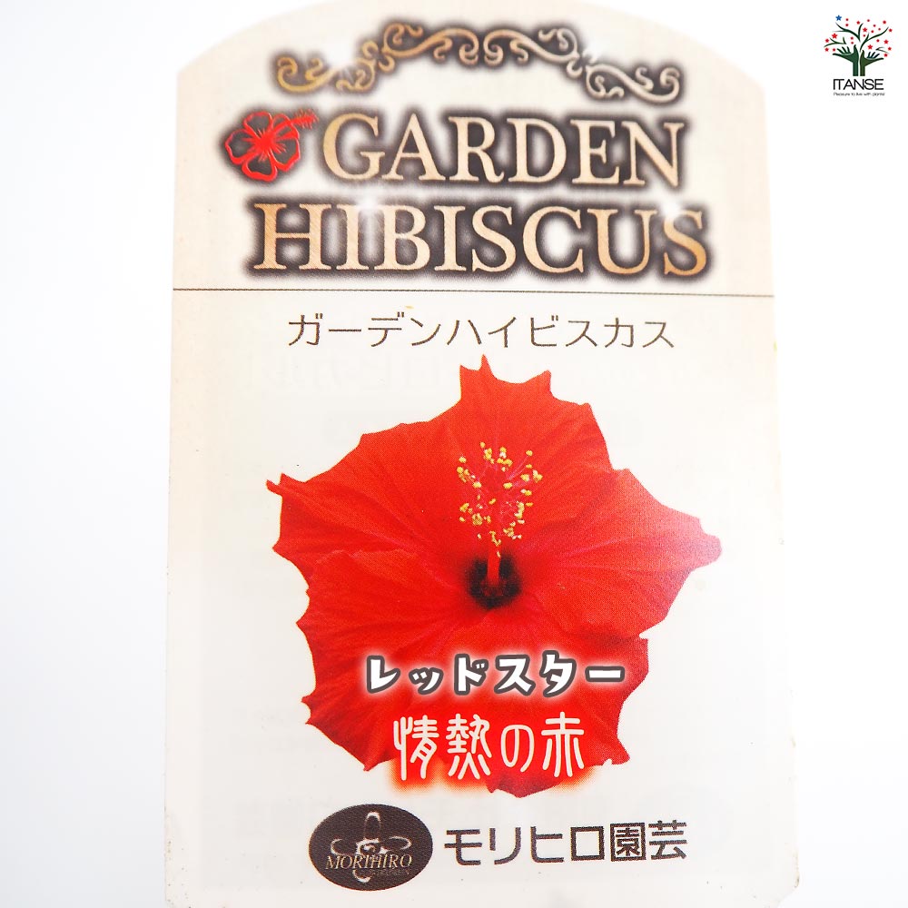 ハイビスカス【プロフにお得情報あり】　かき氷5点 お待たせ致しました！ 2月10日からかき氷の営業を再開致します