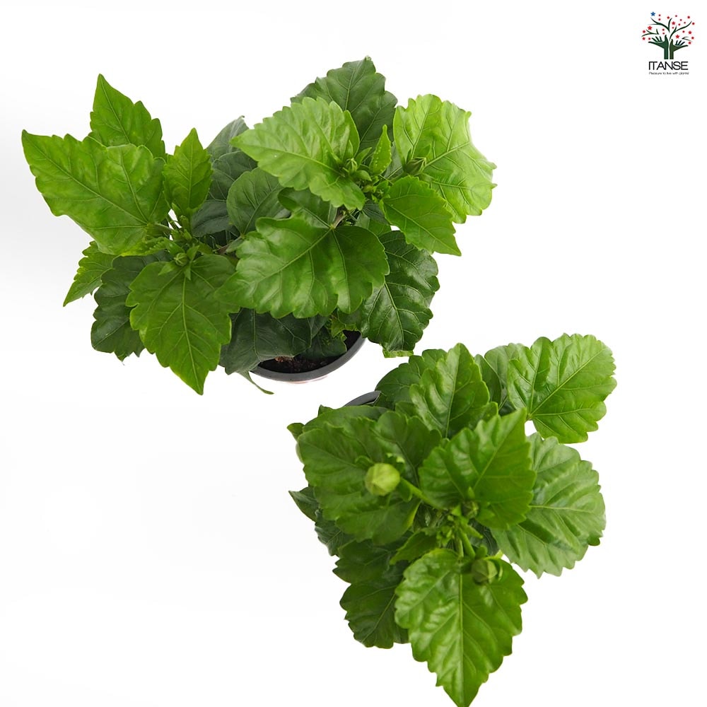 ガーデンハイビスカス 情熱の赤 【花木苗 3.5号】｜ 【植物の