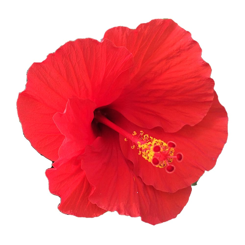 ガーデンハイビスカス 情熱の赤 【花木苗 3.5号】