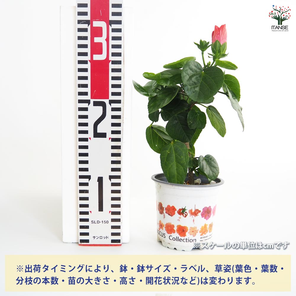 ガーデンハイビスカス モーツァルト 【花木苗 3.5号】｜ 【植物の