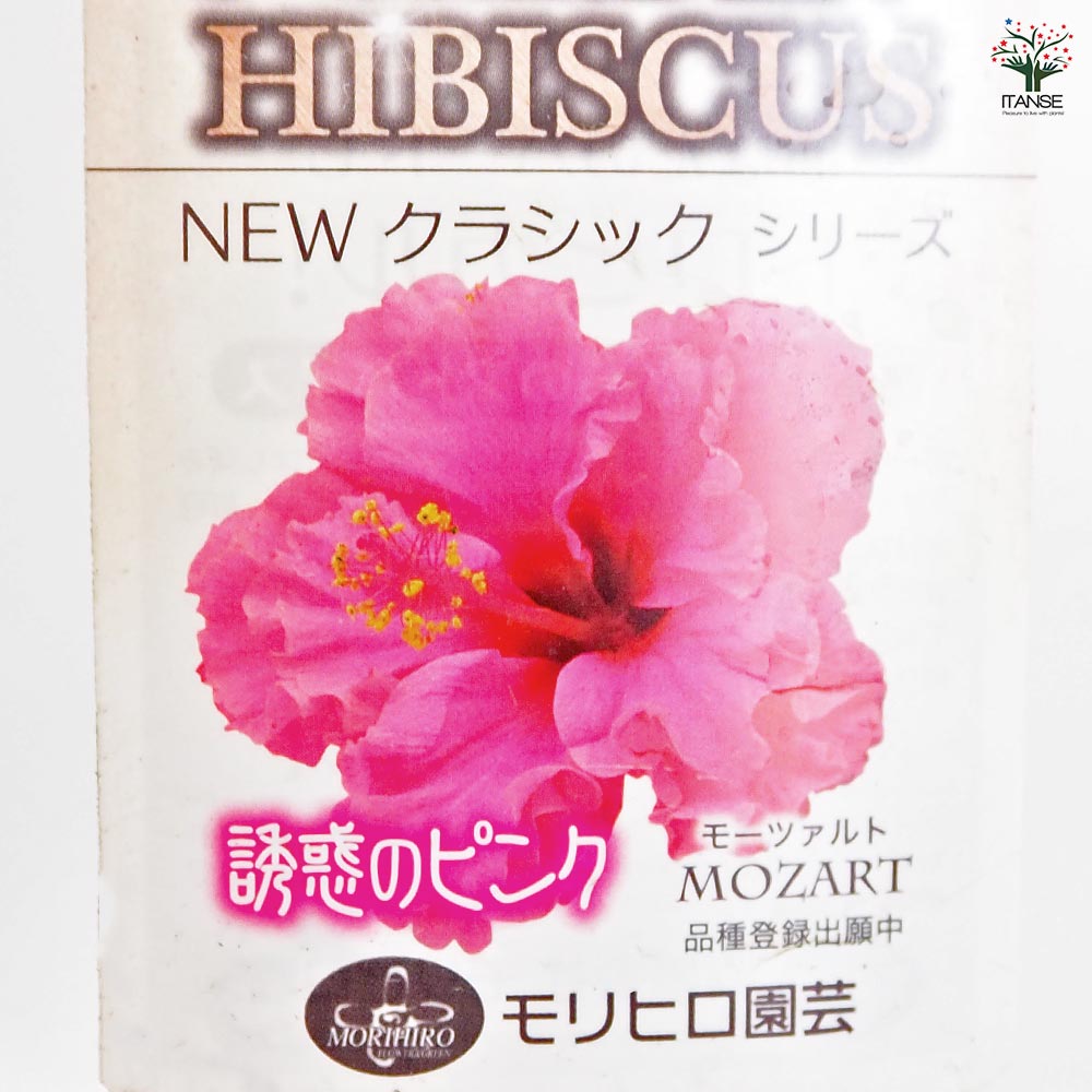 ガーデンハイビスカス モーツァルト 【花木苗 3.5号】｜ 【植物の