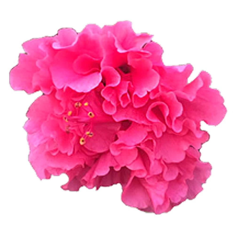 ガーデンハイビスカス モーツァルト 【花木苗 3.5号】