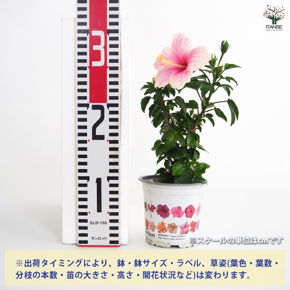 ガーデンハイビスカス アンドリュー 【花木苗 3.5号】｜ 【植物の