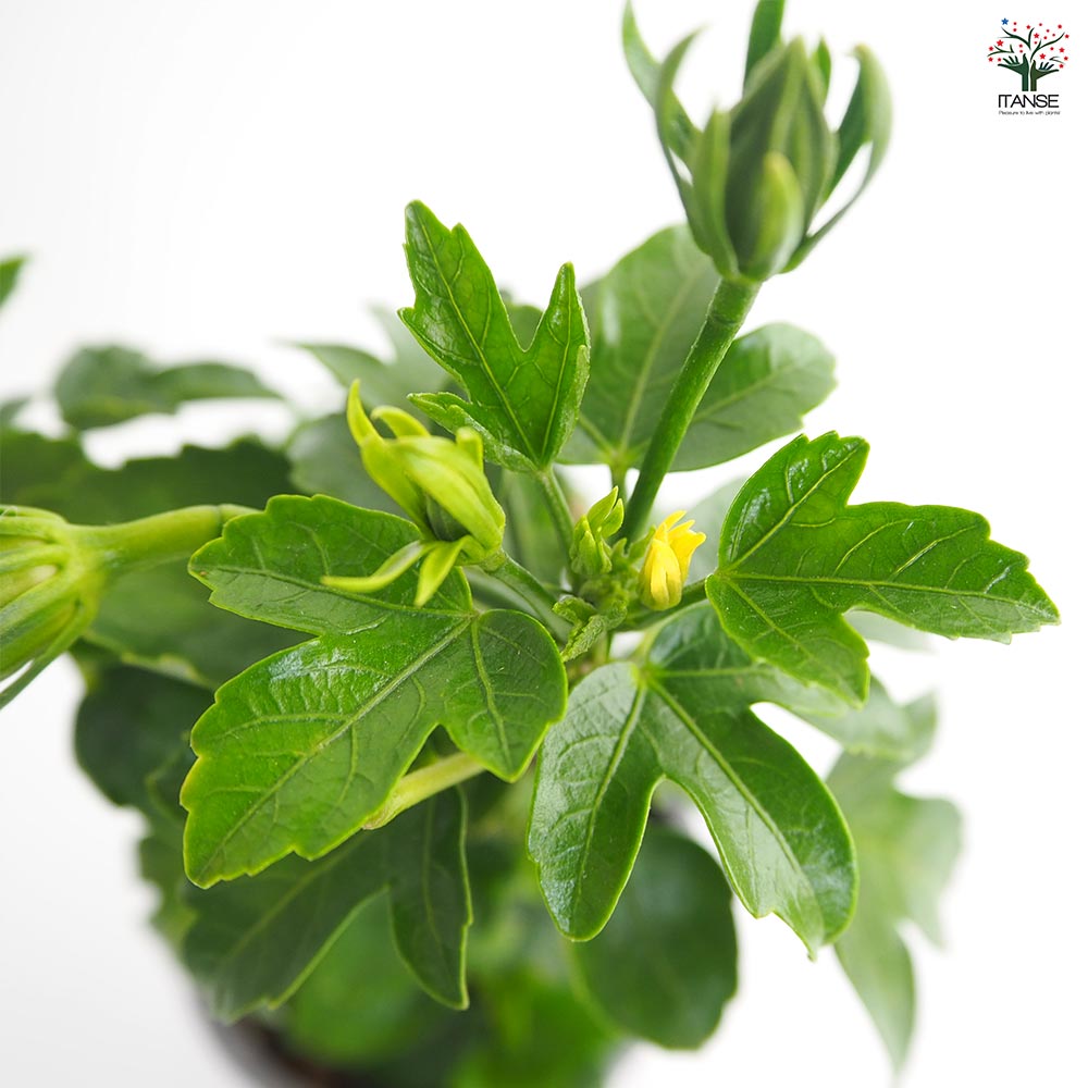 ガーデンハイビスカス アンドリュー 【花木苗 3.5号】｜ 【植物の