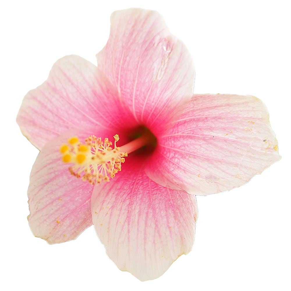 ガーデンハイビスカス アンドリュー 【花木苗 3.5号】