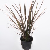 ニューサイラン(入才蘭) チョコレートクッキー 【花木苗 5号／1個売り】|植木・花木