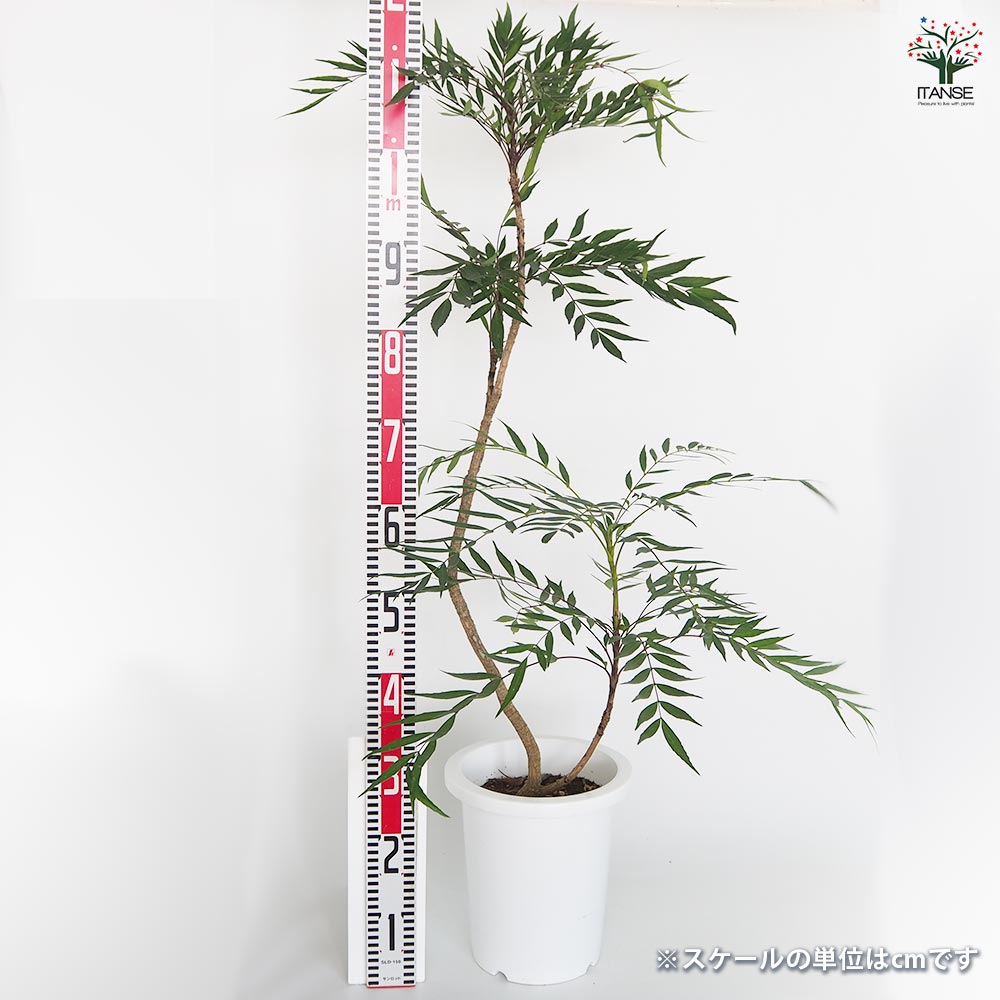 マホニア コンフーサ 【花木苗 8号／1個売り】｜ 【植物のITANSE