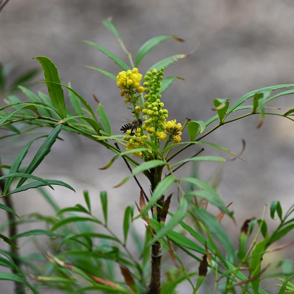 マホニア コンフーサ 【花木苗 8号／1個売り】