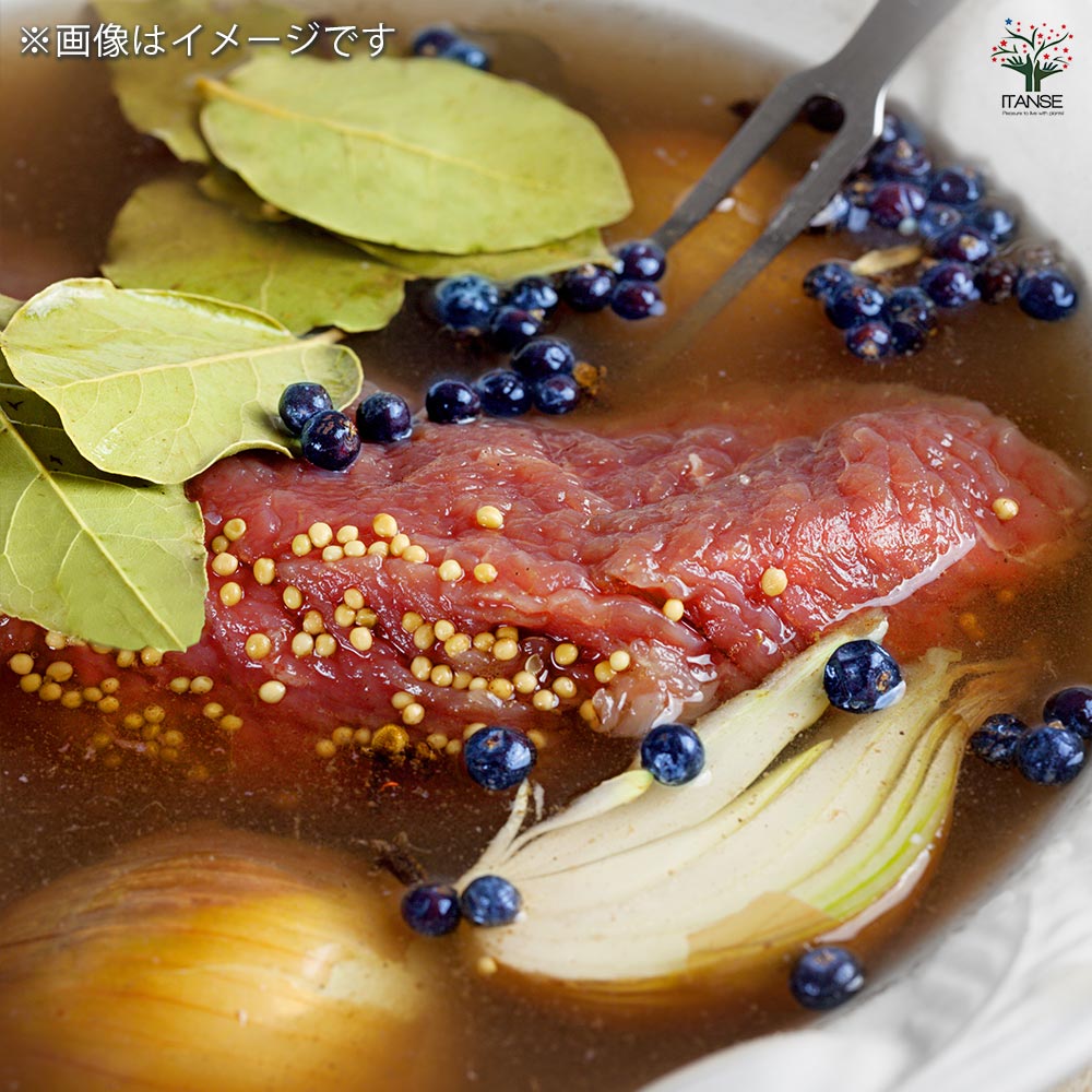 月桂樹の苗木 黄金月桂樹 【花木苗 3.5号】｜ 【植物のITANSE