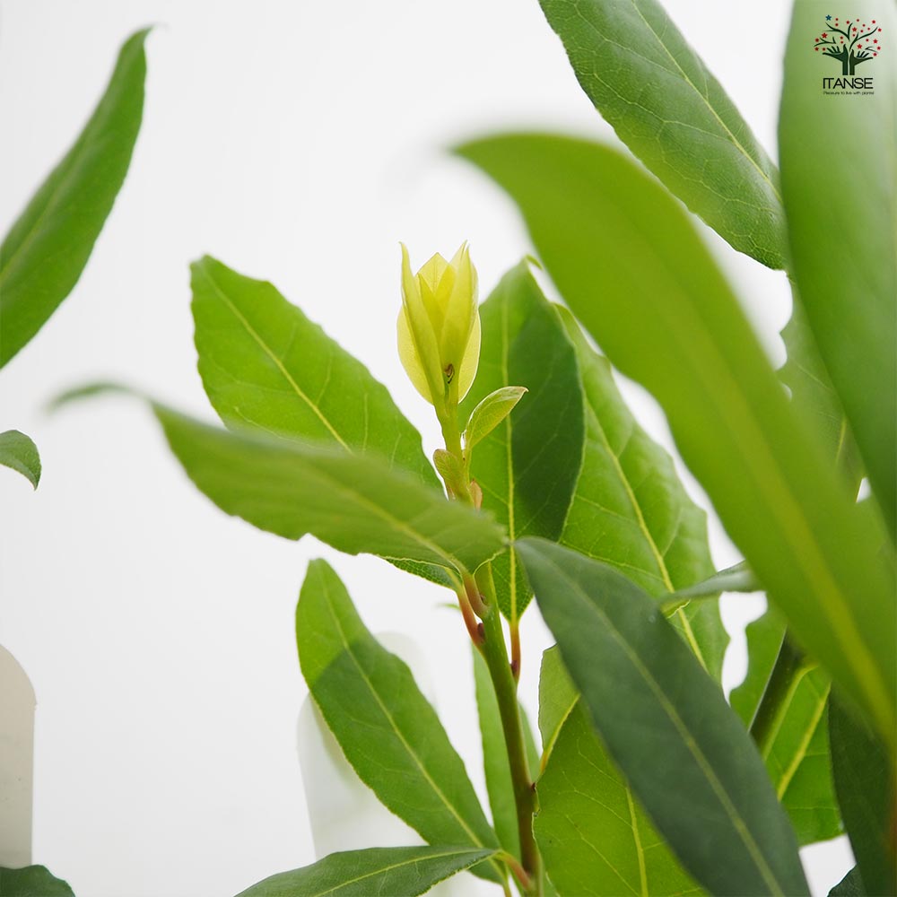 月桂樹の苗木 黄金月桂樹 【花木苗 3.5号】｜ 【植物の