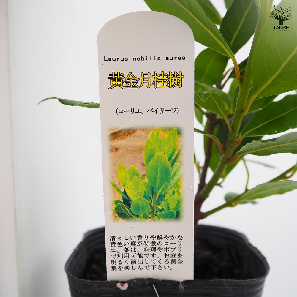 月桂樹の苗木 黄金月桂樹 【花木苗 3.5号】｜ 【植物のITANSE